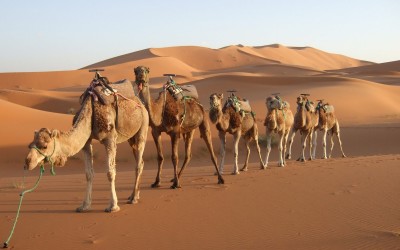 camel ride in rajasthan