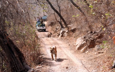 rajasthan wildlife tour