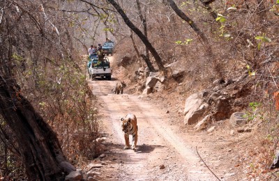rajasthan wildlife tour