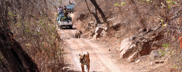 rajasthan wildlife tour