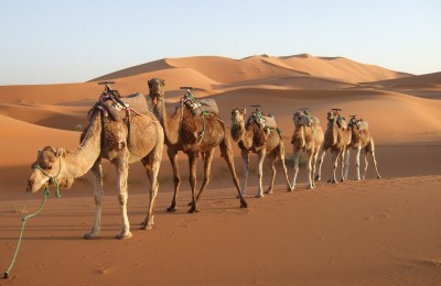 camel ride in rajasthan