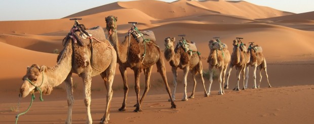 camel ride in rajasthan